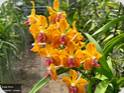 Vanda M.V. Tannins